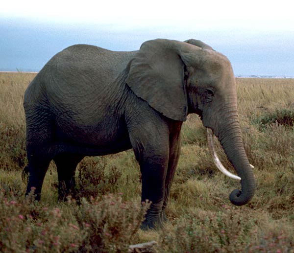 Elephants With Glasses