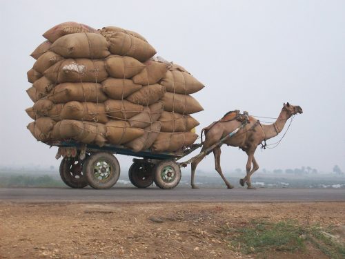 Camel pulling overloaded cart